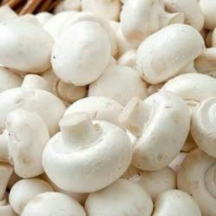 Fresh Organic Button Mushrooms Fresh Organic Button Mushrooms